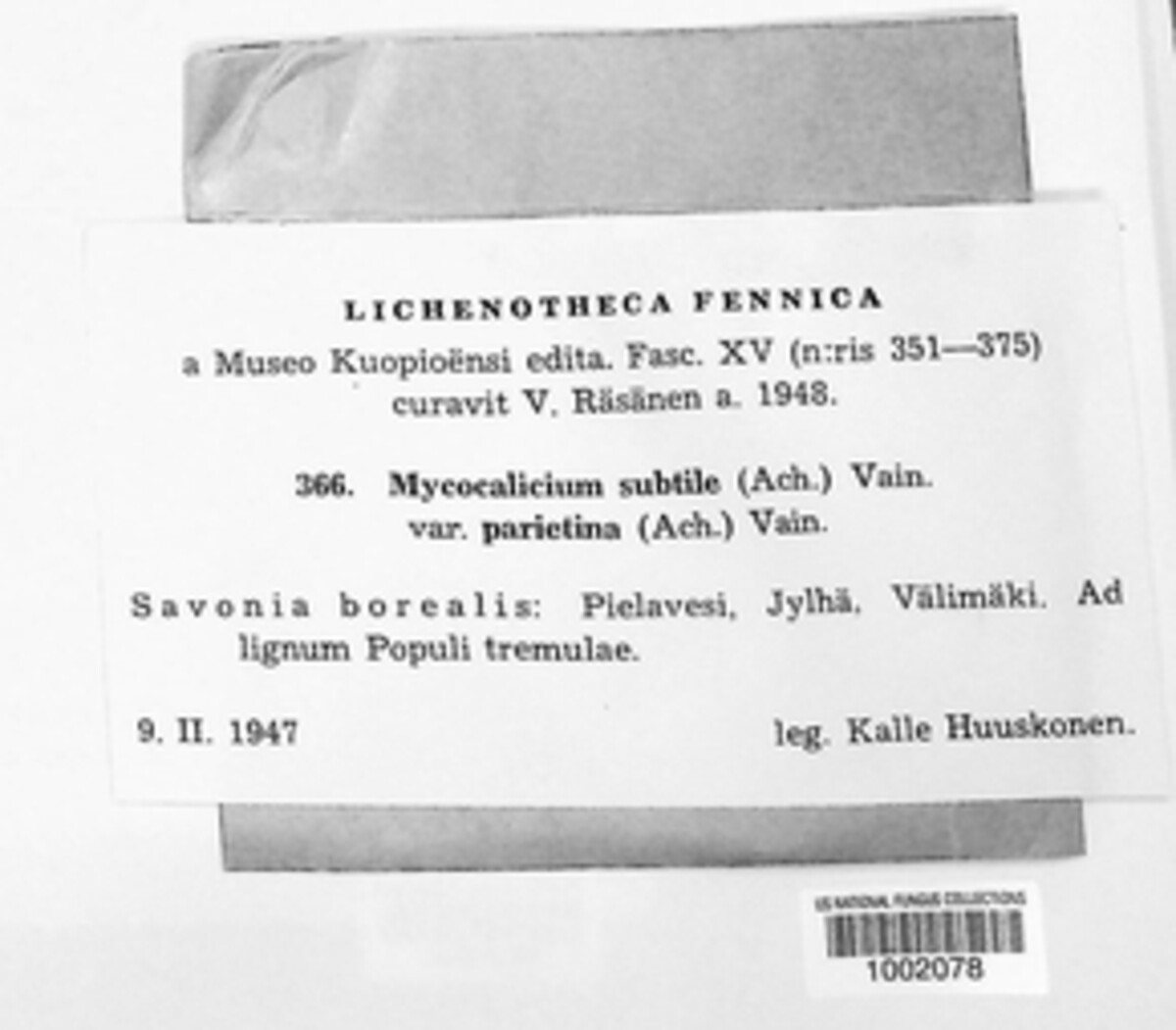 Mycocalicium subtile image